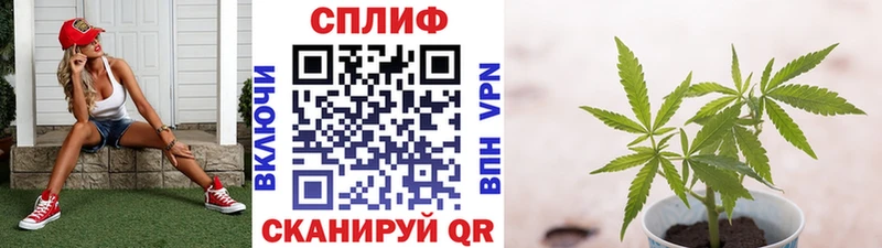 где купить наркоту  Грязовец  МАРИХУАНА AK-47 